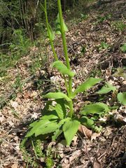 Doronicum plantagineum