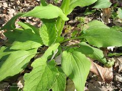 Doronicum plantagineum