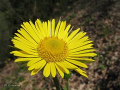 Doronicum plantagineum