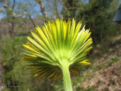 Doronicum plantagineum