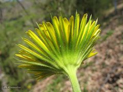 Doronicum plantagineum