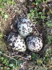Charadrius morinellus