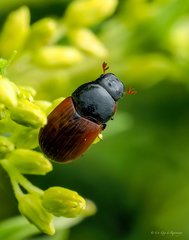 Aphodius pedellus