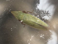 Draeculacephala antica