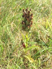 Dactylorhiza purpurella