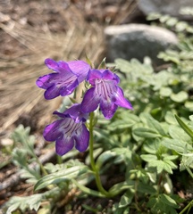 Penstemon hallii