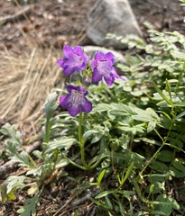 Penstemon hallii