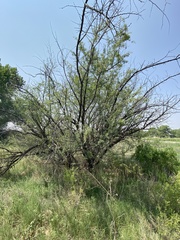 Prosopis pubescens