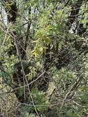 Prosopis pubescens