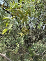Prosopis pubescens
