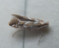 Cameraria bethunella