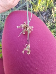 Fimbristylis puberula