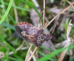 Dendrocoris humeralis