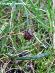 Dendrocoris humeralis