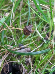 Dendrocoris humeralis