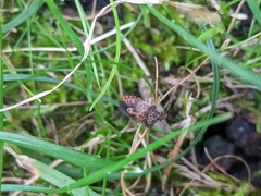 Dendrocoris humeralis