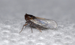 Isodelphax basivitta
