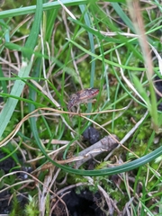 Dendrocoris humeralis