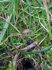 Dendrocoris humeralis