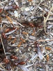 Lasius latipes