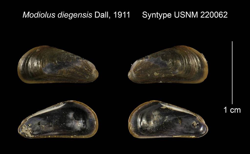 San Diego Datemussel