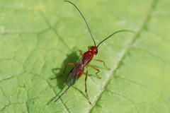 Phaenocarpa