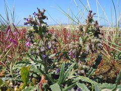 Anchusa calcarea