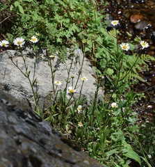 Erigeron galeottii