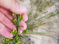 Solidago hispida huronensis