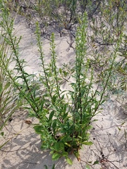 Solidago hispida huronensis