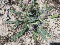 Anchusa calcarea