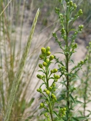 Solidago hispida huronensis