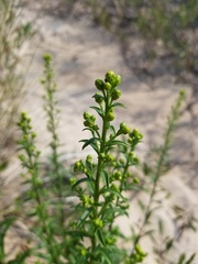 Solidago hispida huronensis