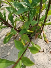 Solidago hispida huronensis