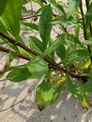 Solidago hispida huronensis