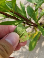 Solidago hispida huronensis