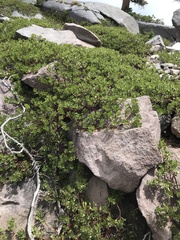 Arctostaphylos nevadensis