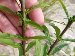 Solidago hispida huronensis