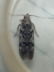 Chionodes thoraceochrella