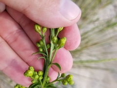 Solidago hispida huronensis
