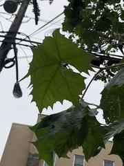 Platanus occidentalis