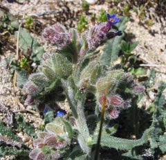 Anchusa calcarea
