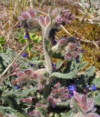 Anchusa calcarea