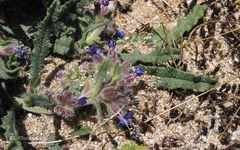 Anchusa calcarea