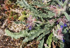 Anchusa calcarea