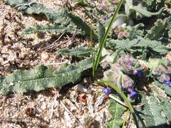 Anchusa calcarea