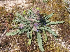 Anchusa calcarea