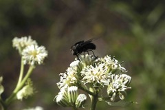 Copestylum mexicanum
