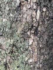 Platanus occidentalis