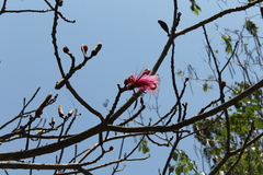 Pseudobombax ellipticum